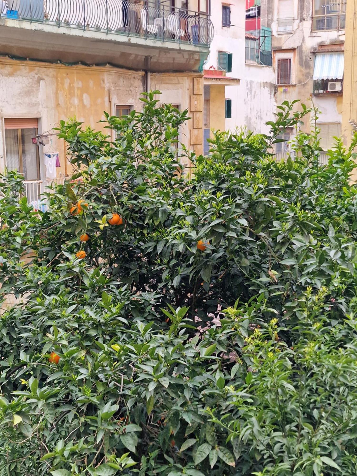 Connect Affittacamere Napoli